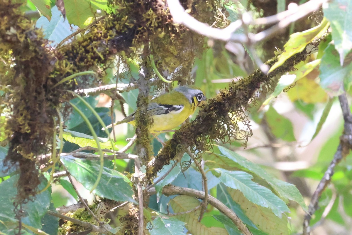 Black-eared Shrike-Babbler - ML579513111