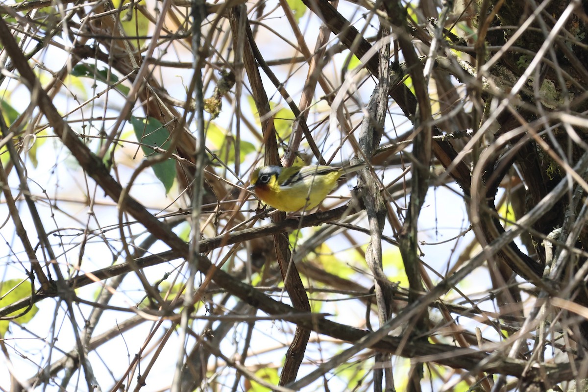 Black-eared Shrike-Babbler - ML579513121