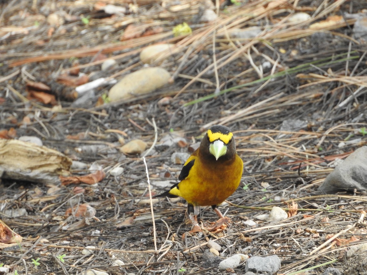 Evening Grosbeak - ML579513191