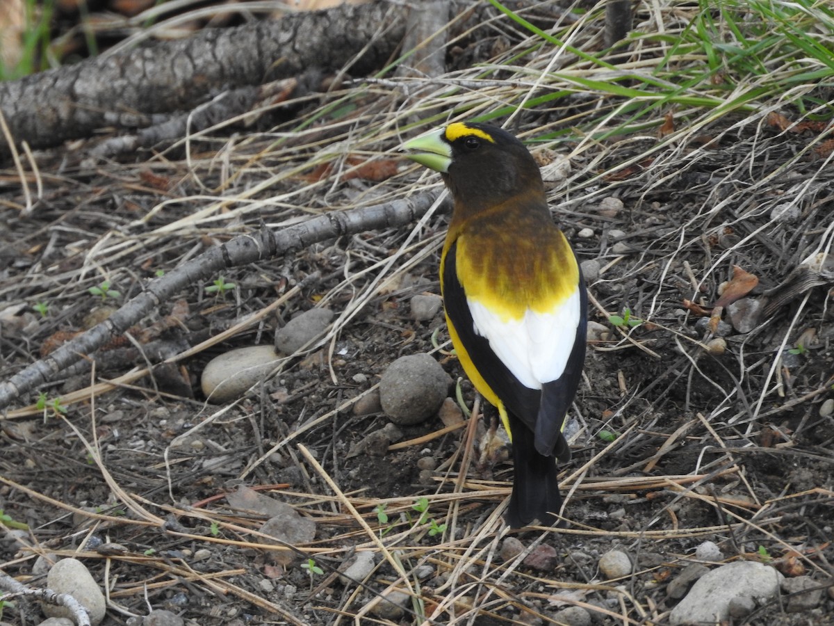 Evening Grosbeak - ML579513201