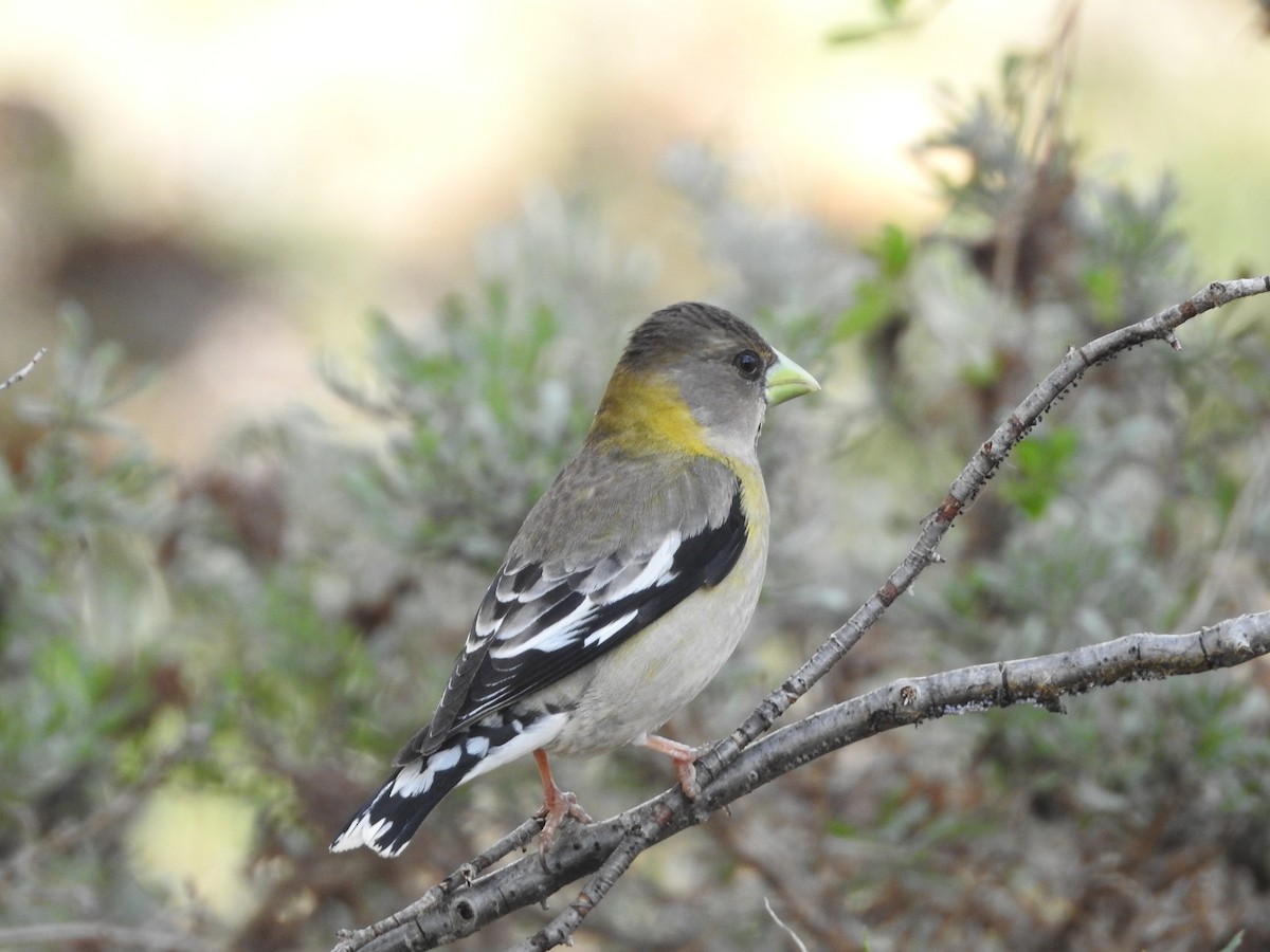 Evening Grosbeak - ML579513211