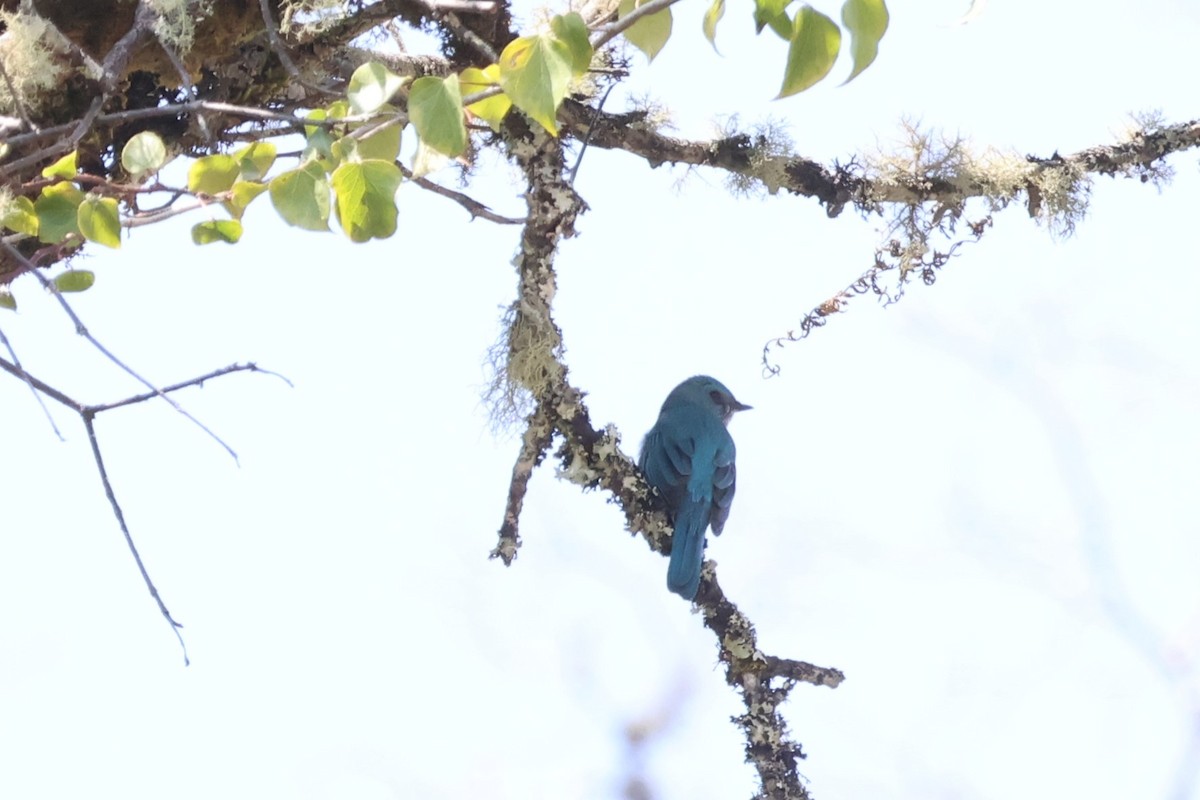 Verditer Flycatcher - ML579513331
