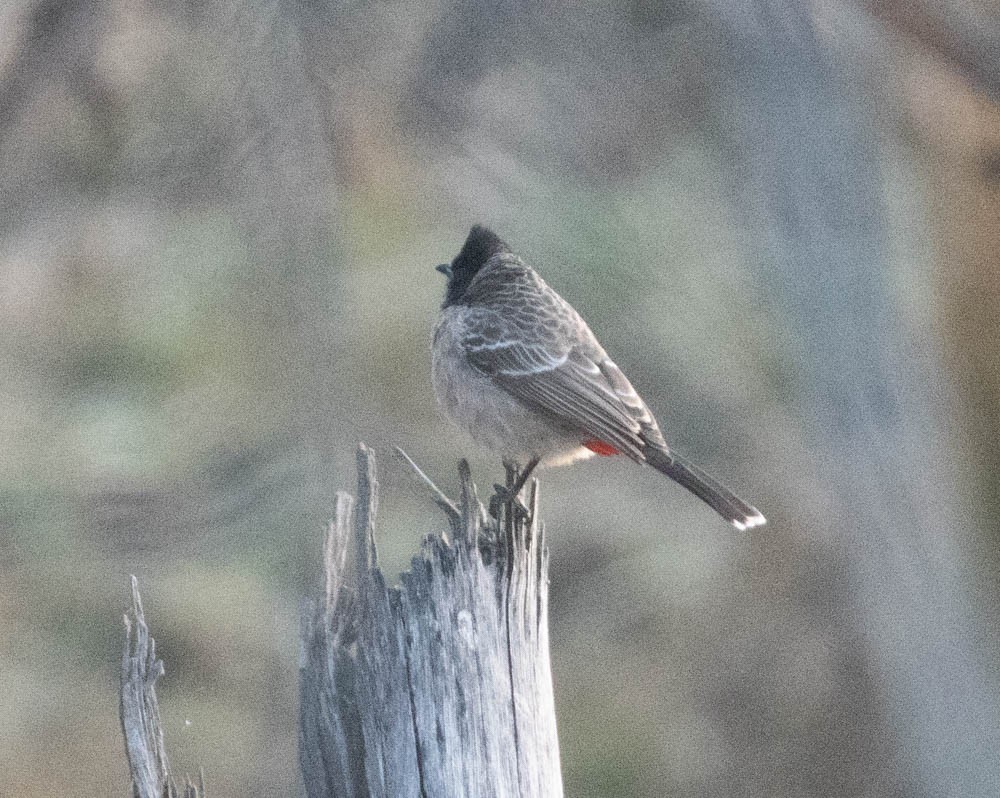 Red-vented Bulbul - ML579514571