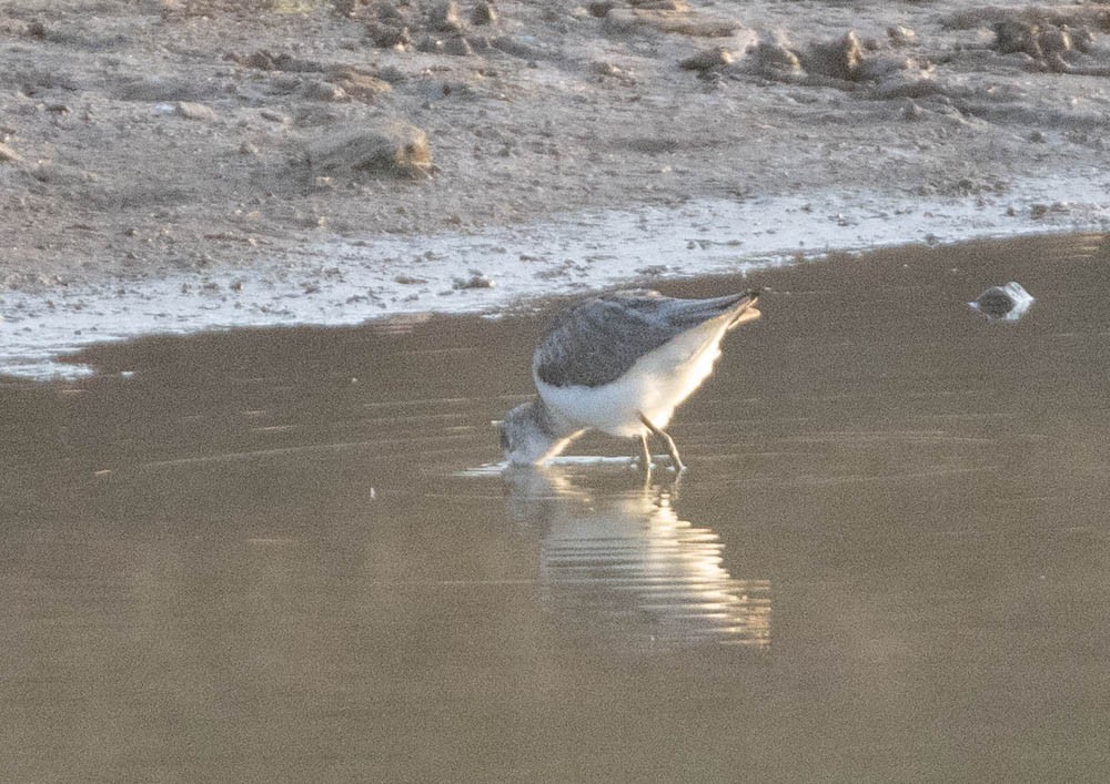 Үхэр хөгчүү - ML579515101