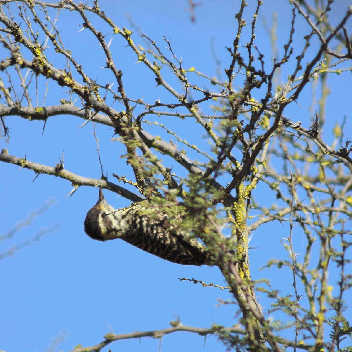 Striped Woodpecker - ML579515351