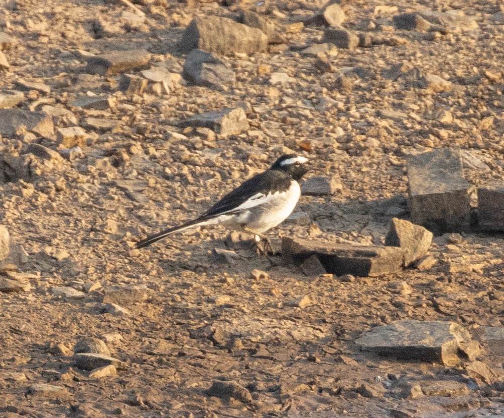 White-browed Wagtail - ML579515391
