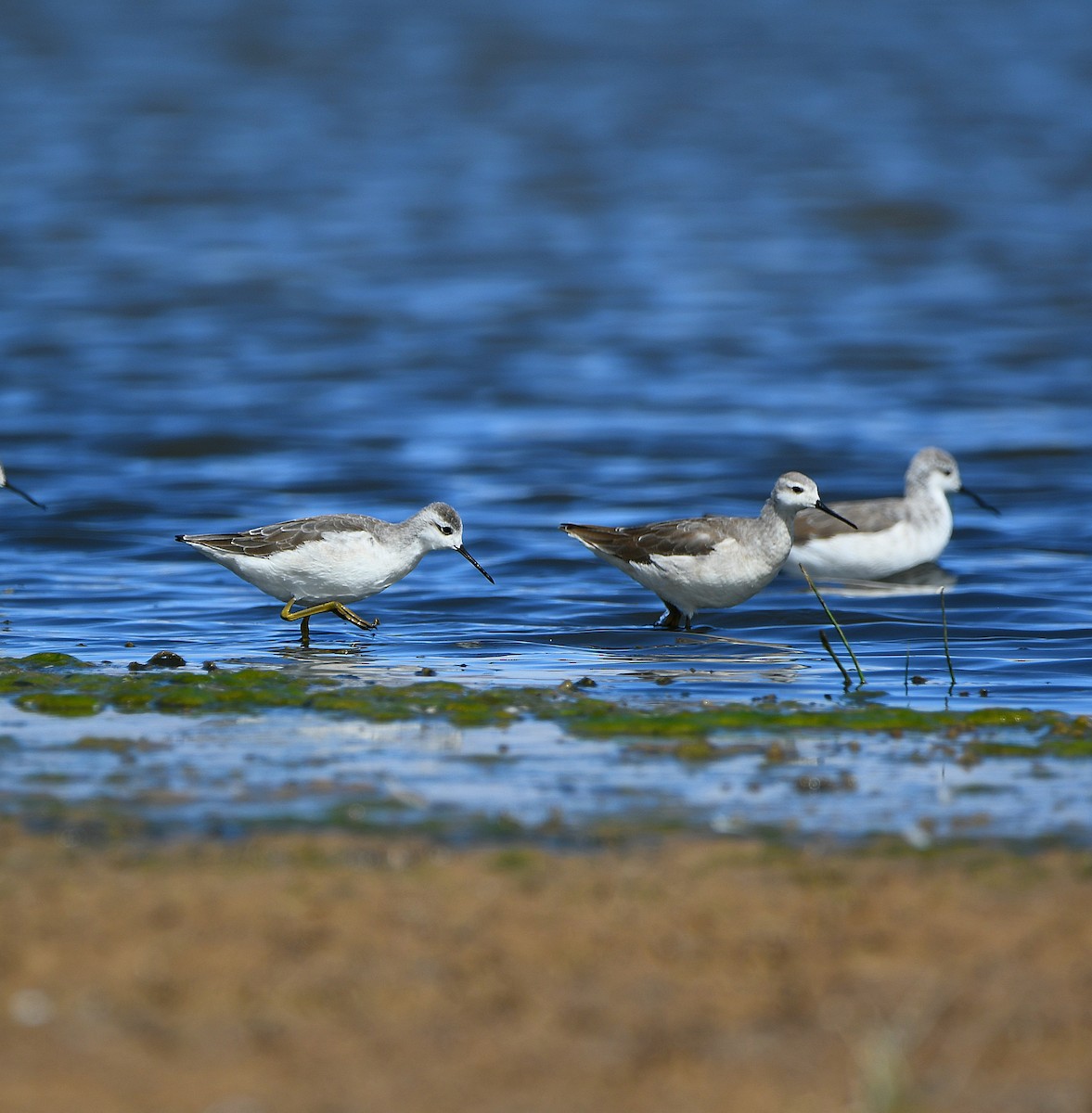 Wilson's Phalarope - ML579515621