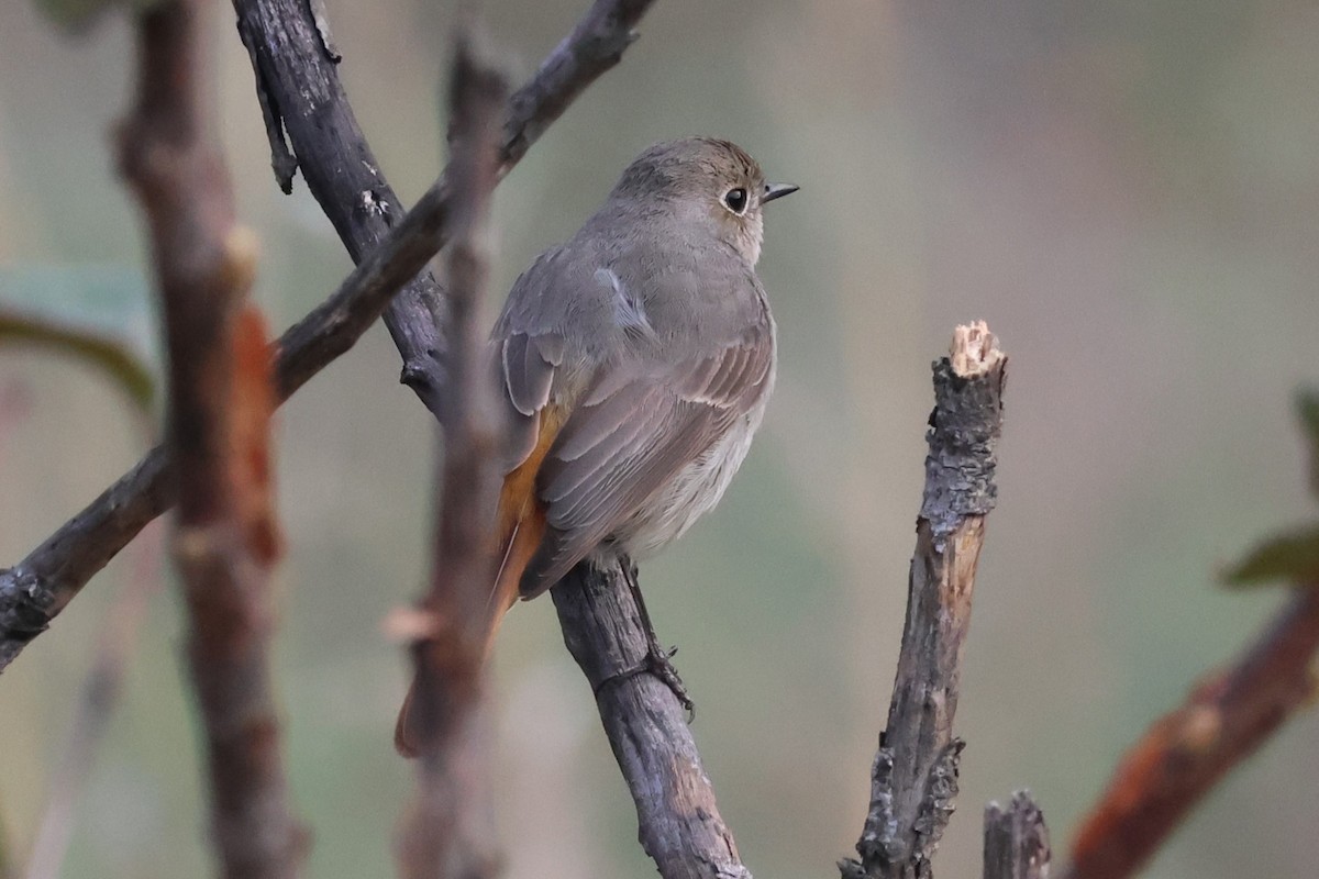 Hodgson's Redstart - ML579516951