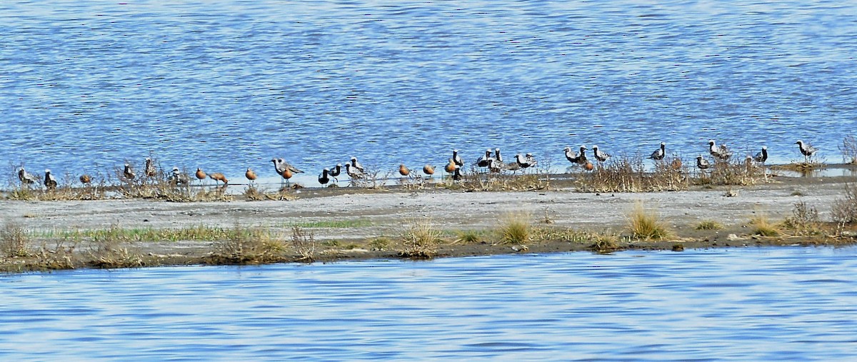 Red Knot - James Fox