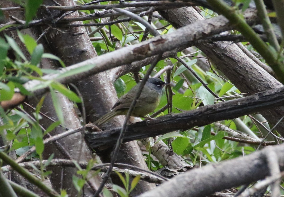 MacGillivray's Warbler - ML579518181