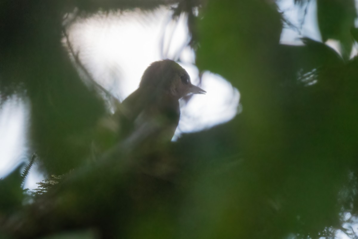 Smoky-brown Woodpecker - ML579518191