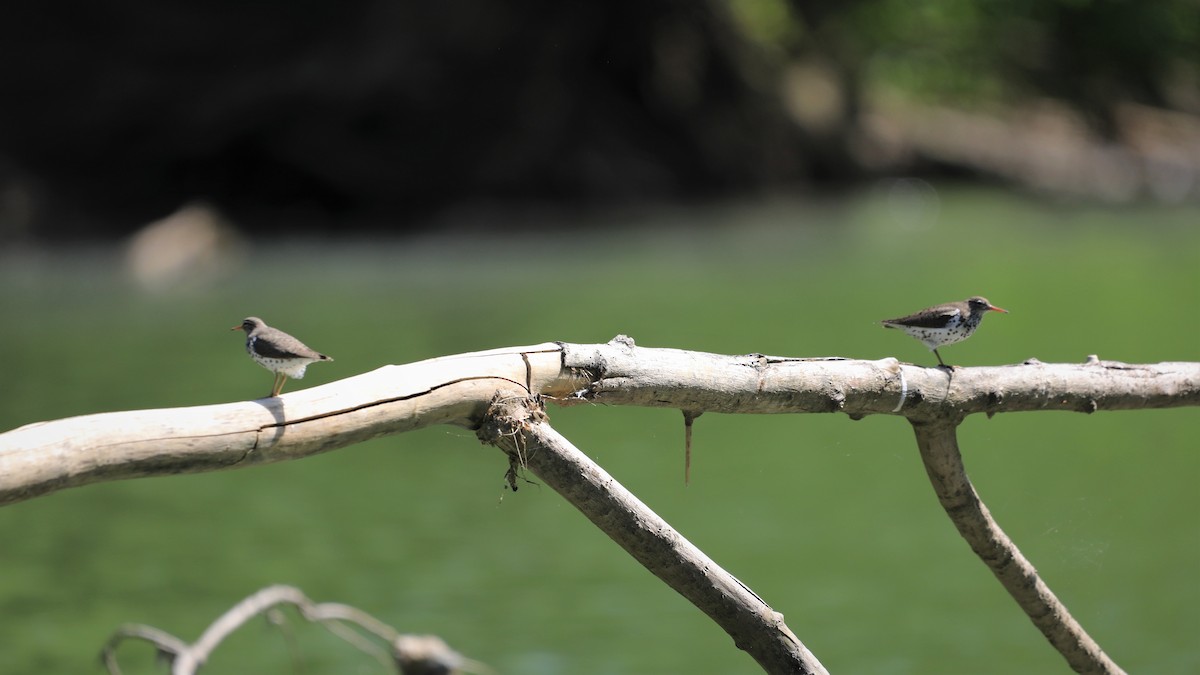 Spotted Sandpiper - ML579518351