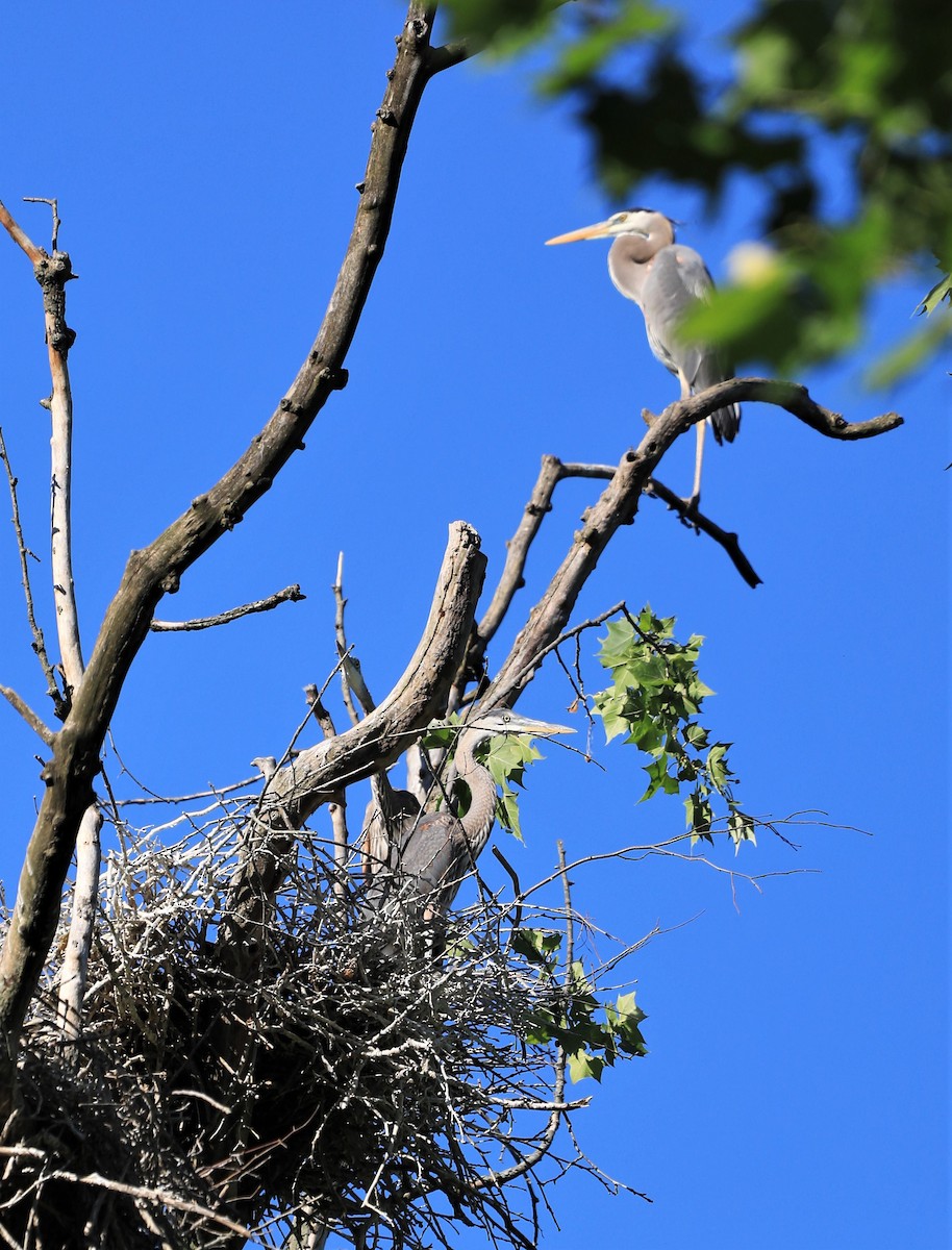 Great Blue Heron - ML579518431