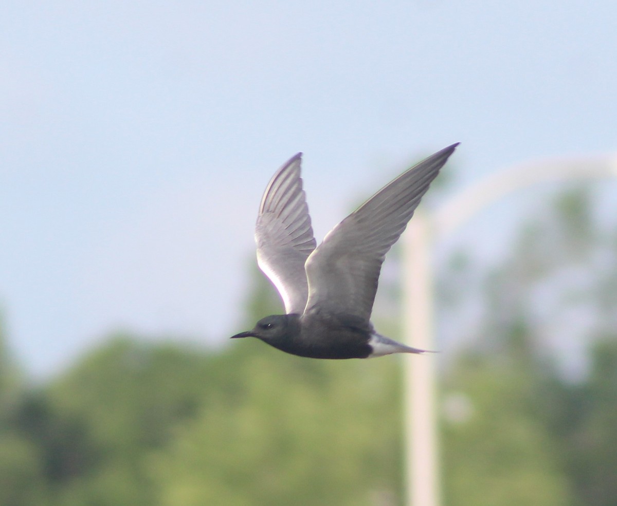 Black Tern - Anna Nesterovich