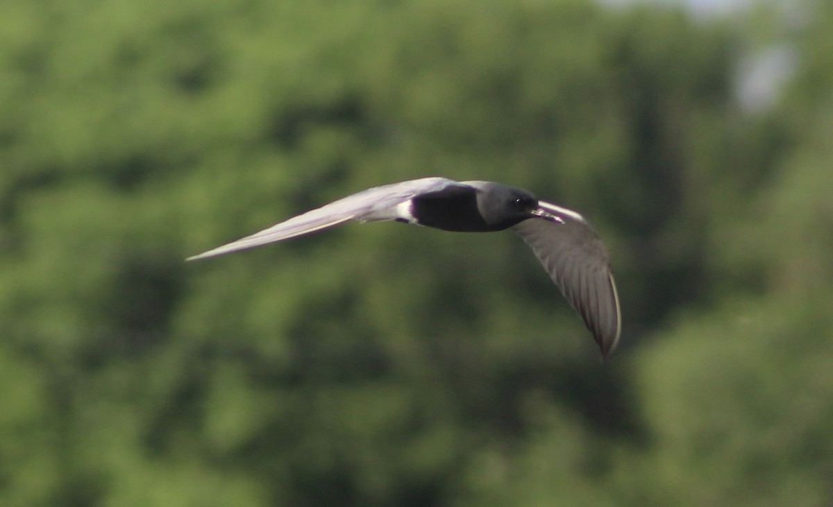 Black Tern - Anna Nesterovich