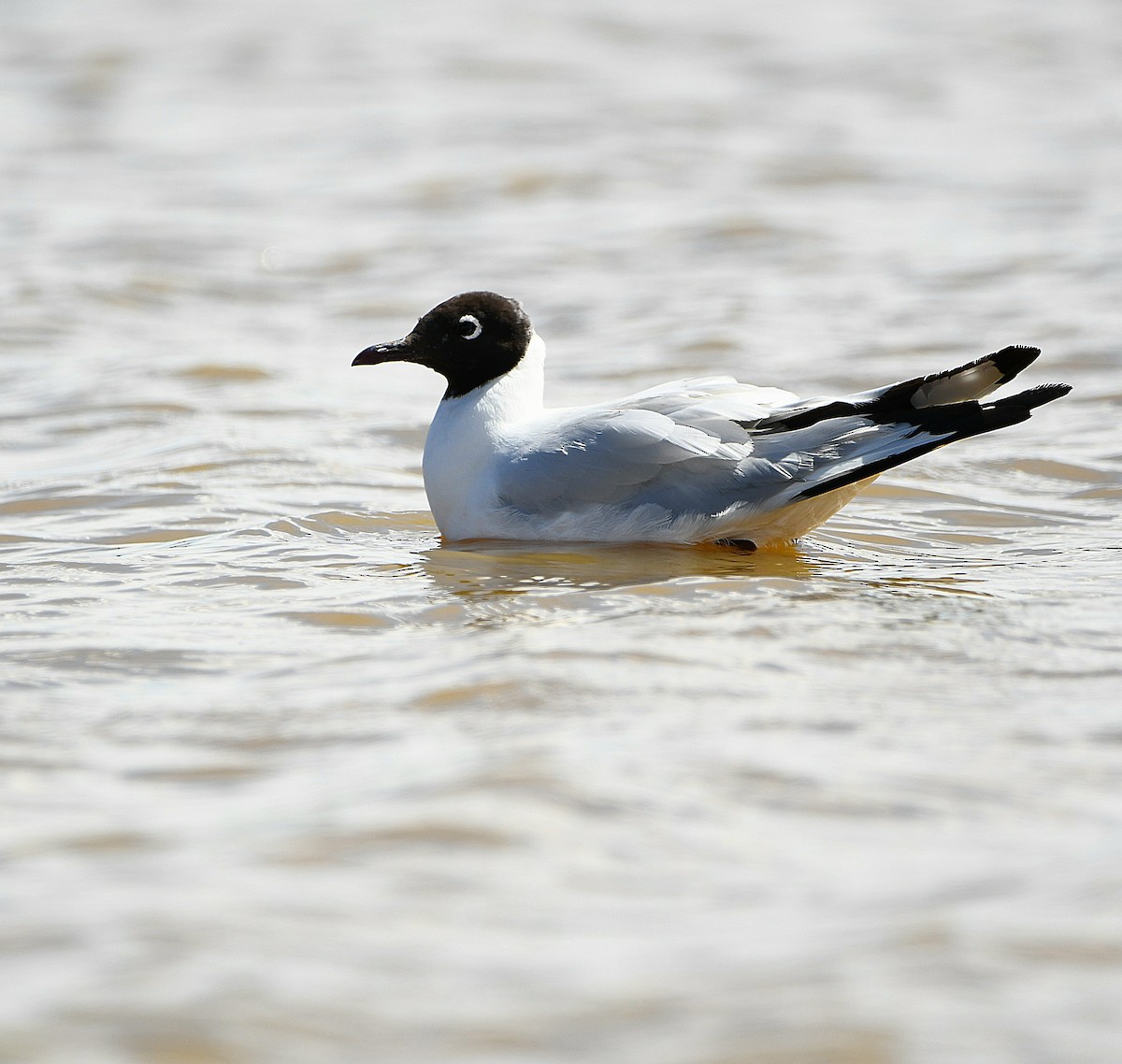 Andean Gull - ML579519441