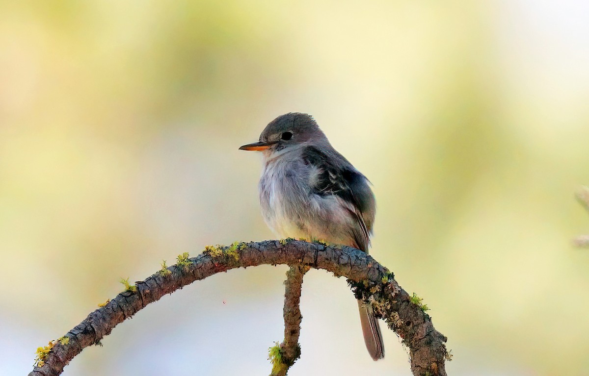 Trockenbusch-Schnäppertyrann - ML579519771