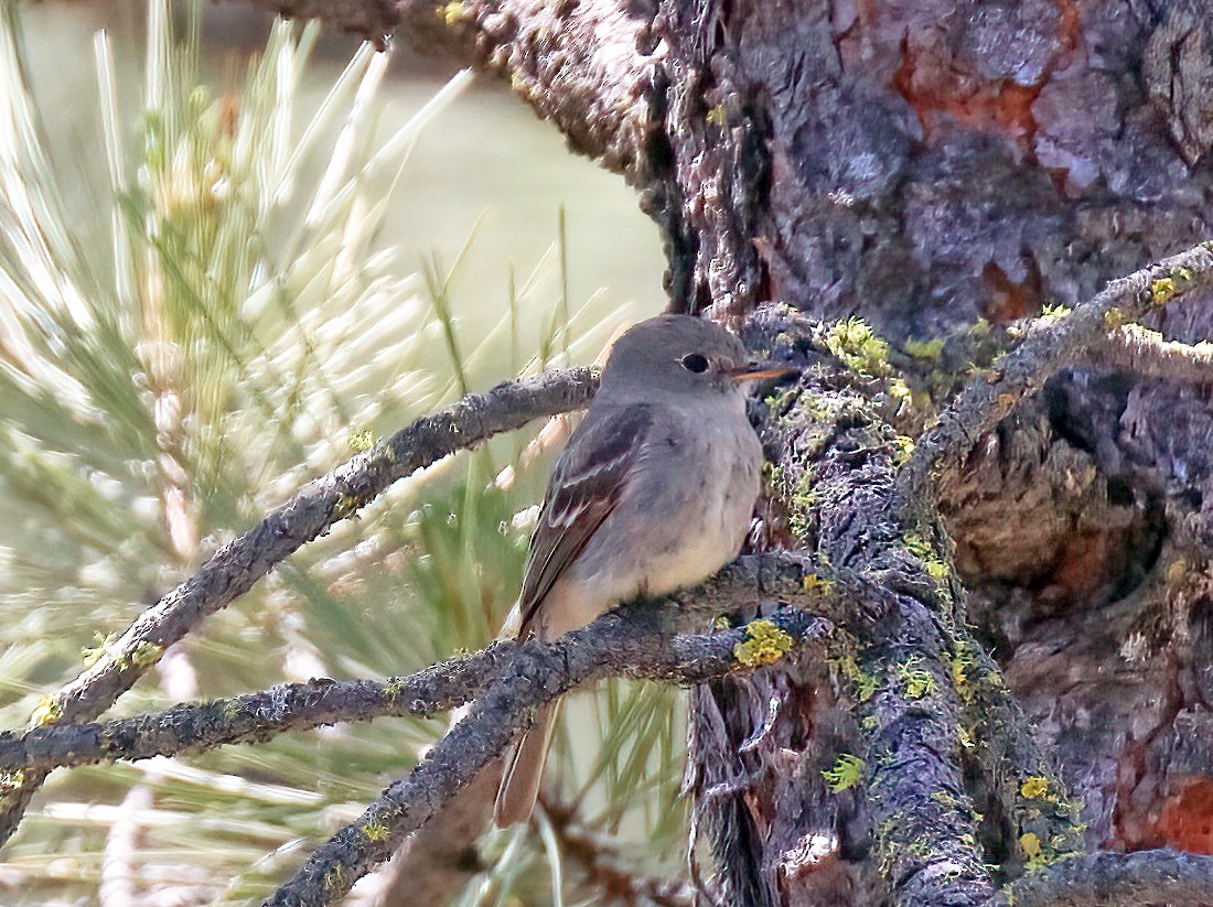 Gray Flycatcher - Dave Kreft