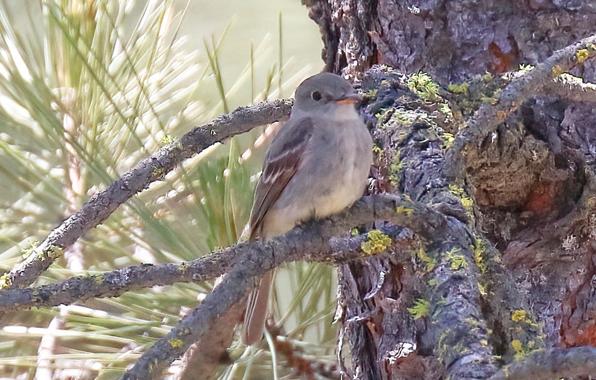 Gray Flycatcher - ML579519791