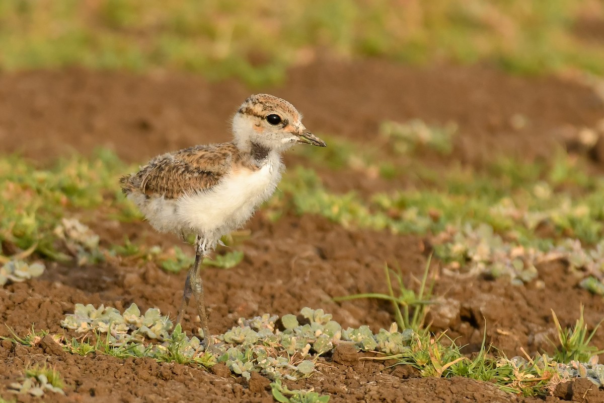 plover sp. - Harshit Sharma