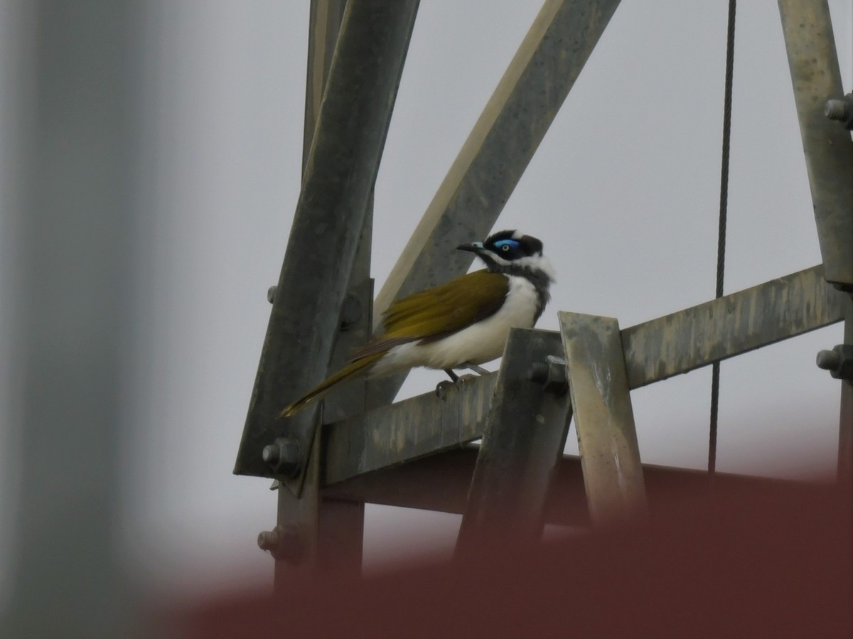 Blue-faced Honeyeater - ML579521471