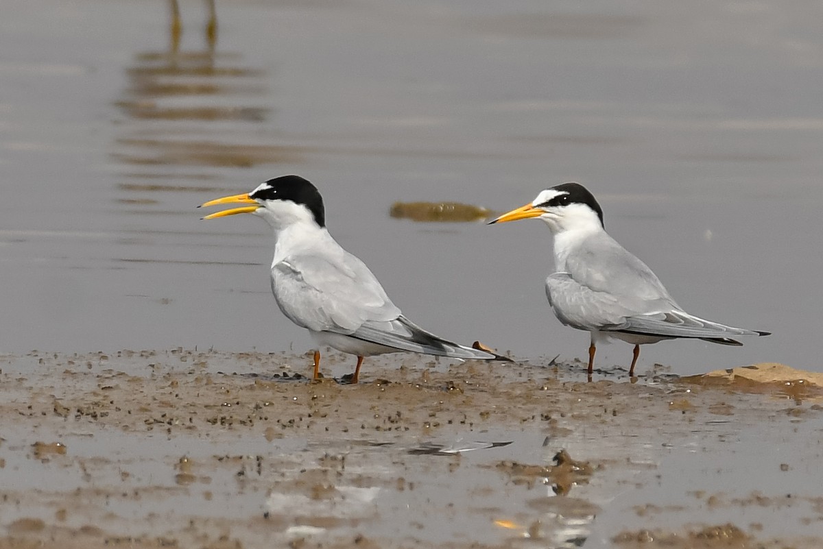 Little Tern - ML579521531