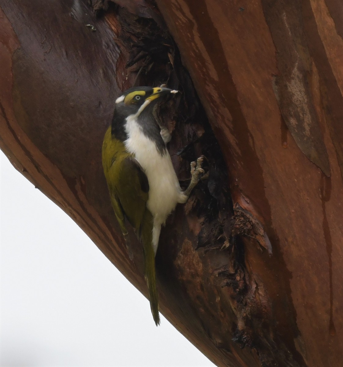 Blue-faced Honeyeater - ML579521551