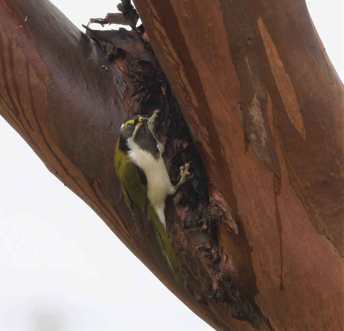 Blue-faced Honeyeater - ML579521591