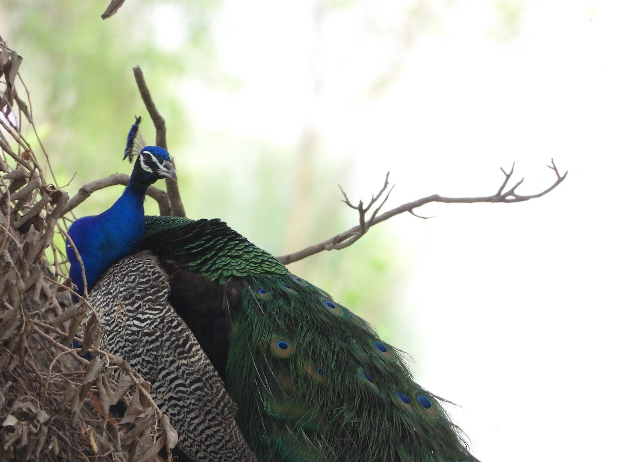 Indian Peafowl - ML579521931