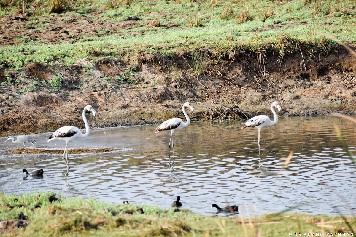 Greater Flamingo - Anand Vachhani