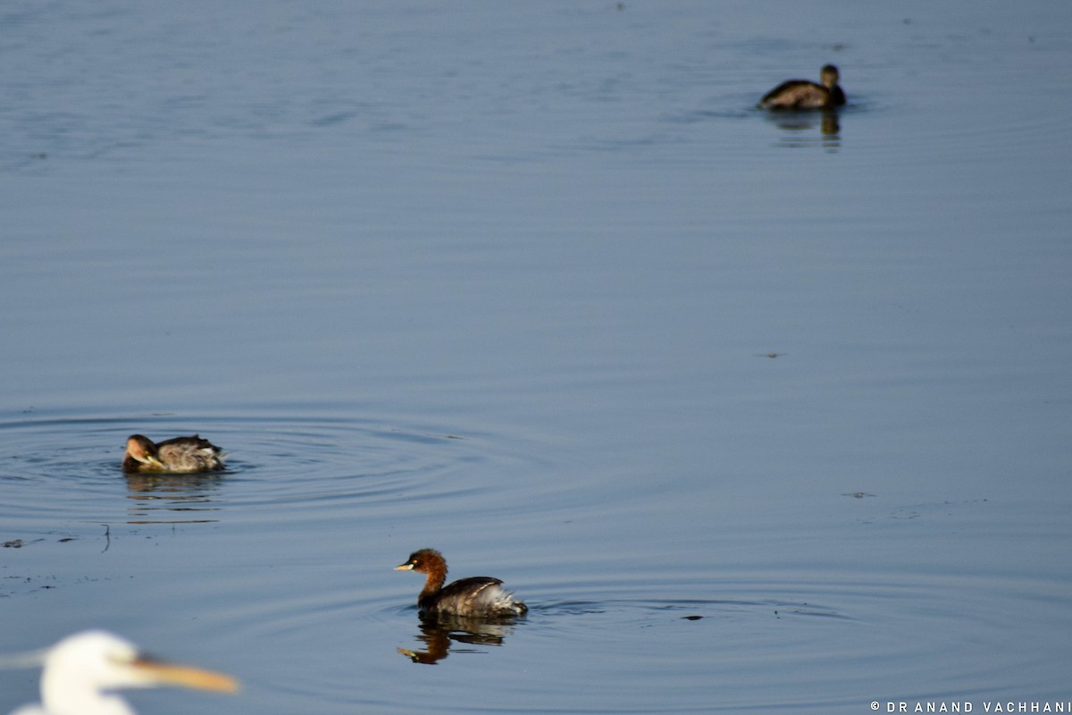 Little Grebe - Anand Vachhani