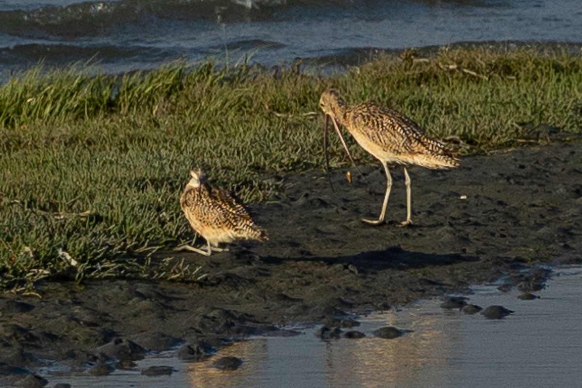 Long-billed Curlew - ML579523911