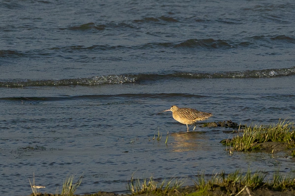 Long-billed Curlew - ML579523921