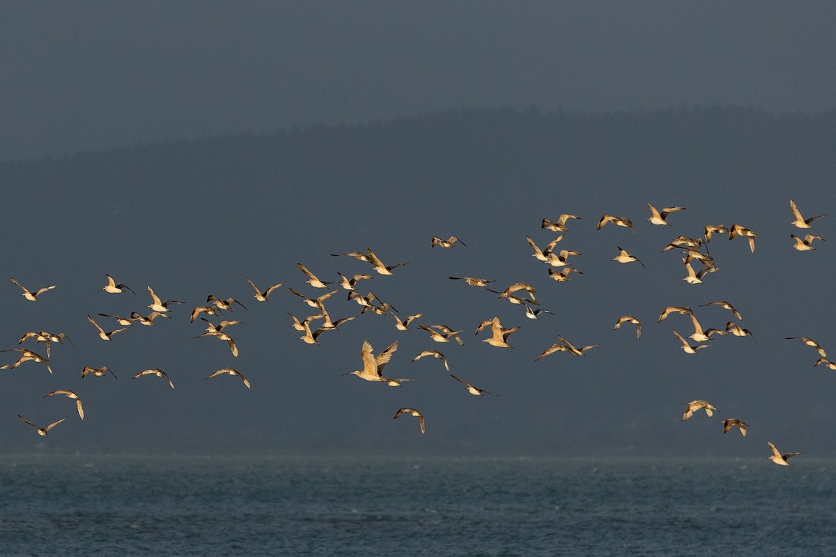 Long-billed Curlew - ML579523931