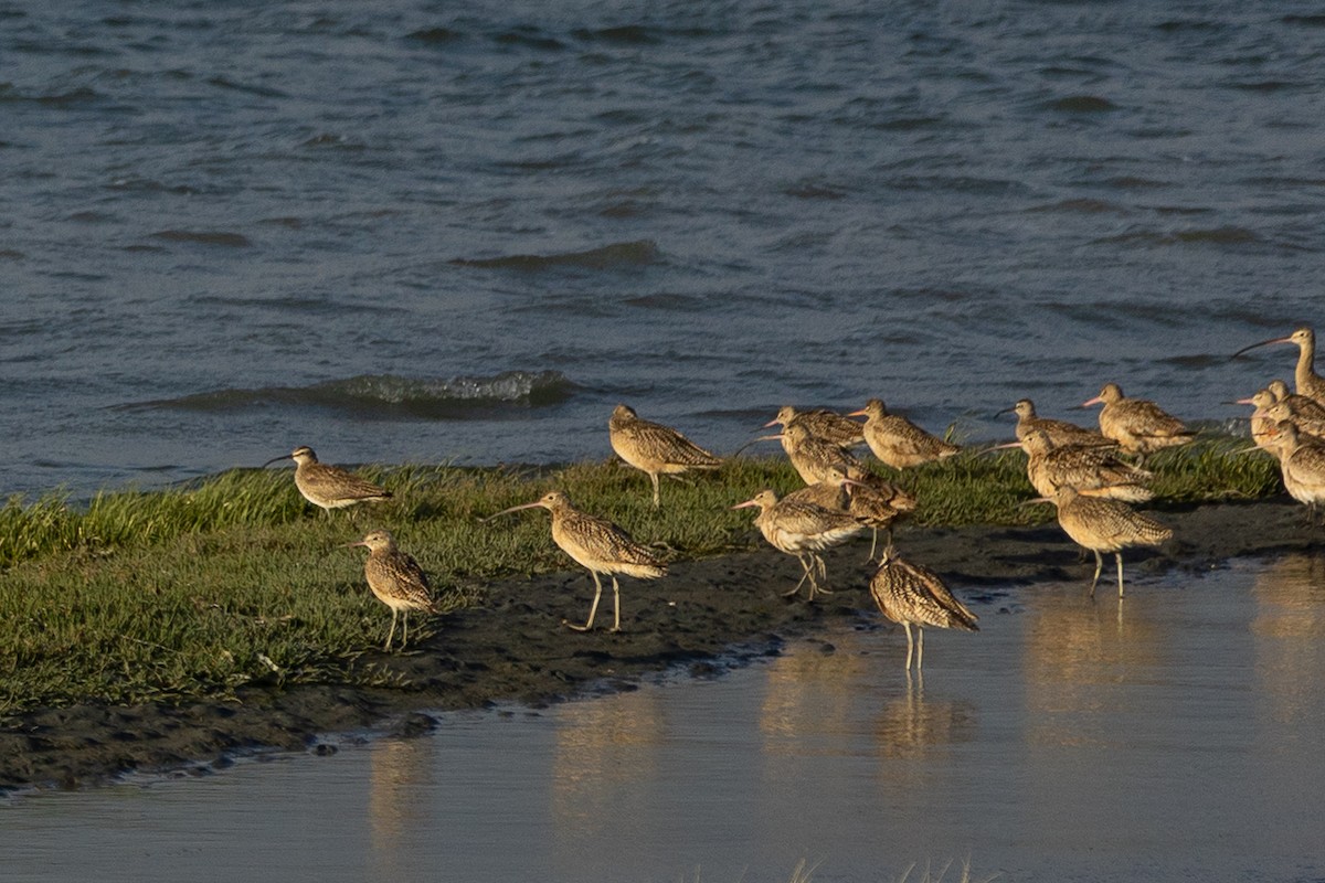 Long-billed Curlew - ML579523941