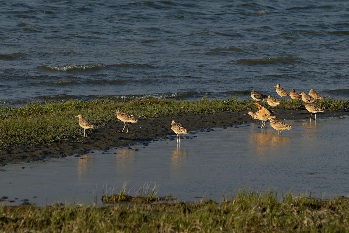 Long-billed Curlew - ML579523951