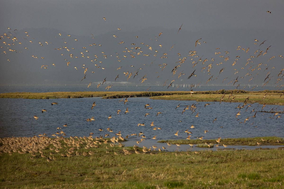 Marbled Godwit - ML579524021