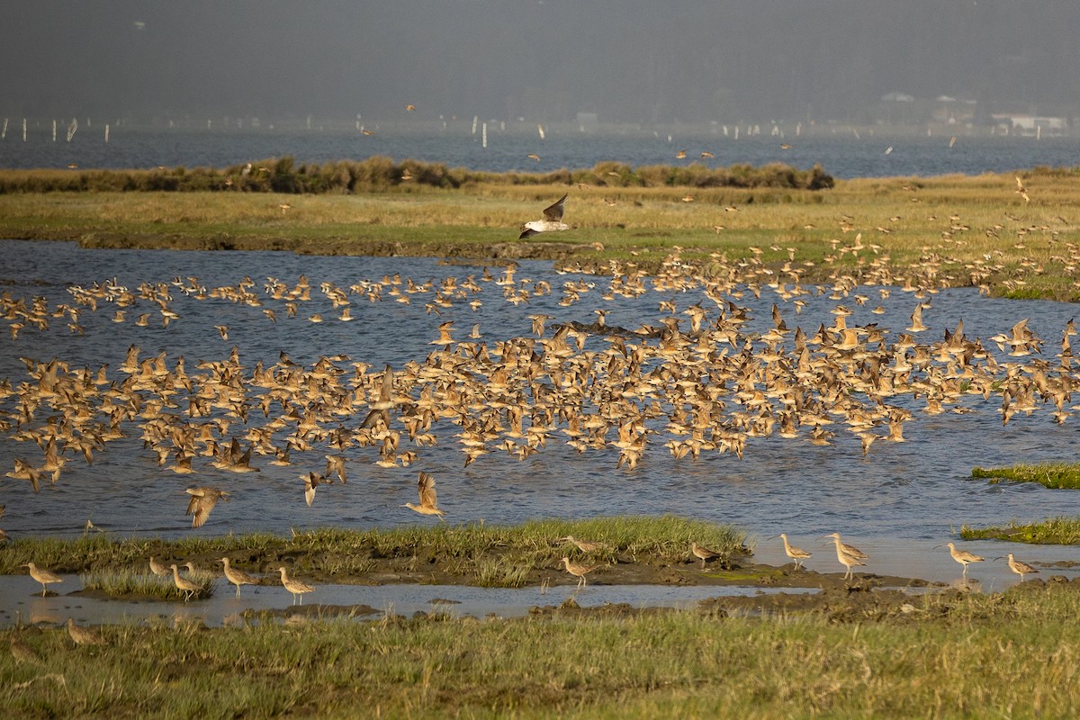 Marbled Godwit - ML579524031