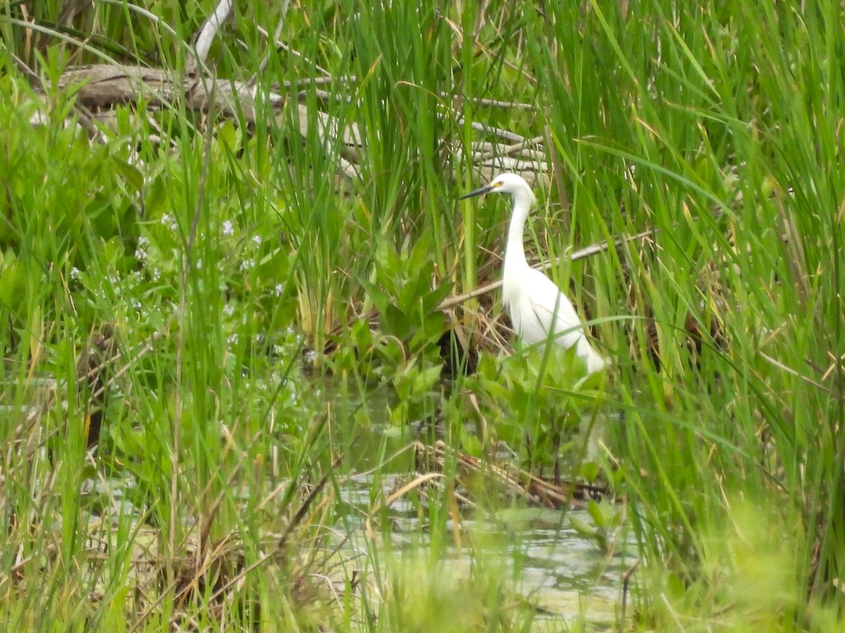 Snowy Egret - ML579524111