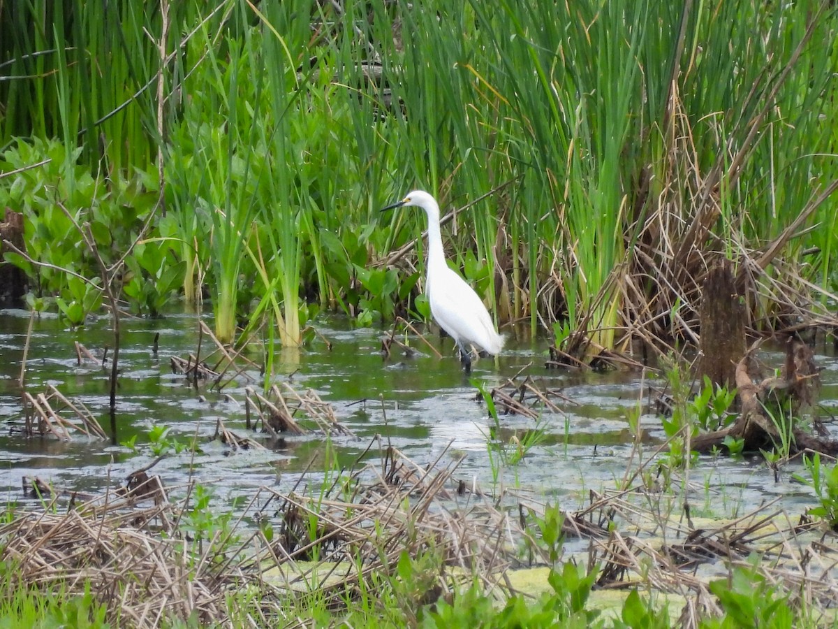 Snowy Egret - ML579524121