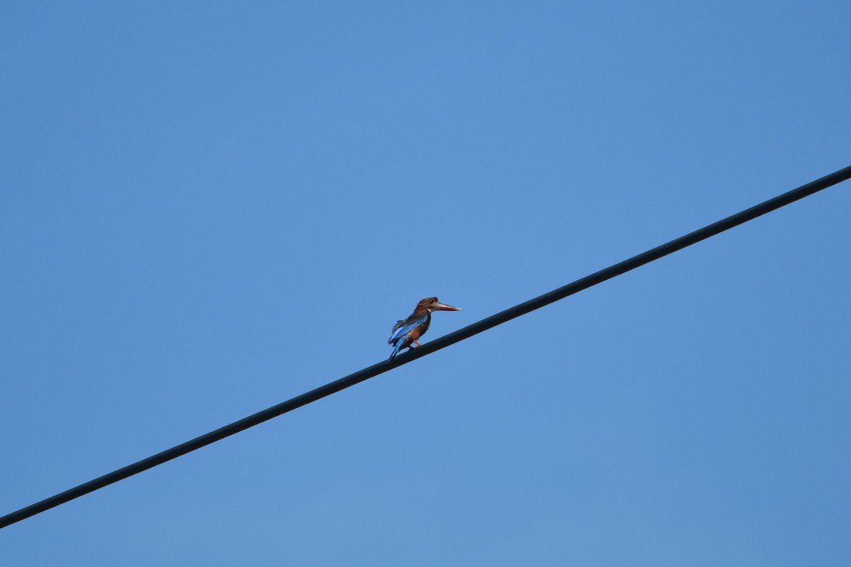 White-throated Kingfisher - ML579524171