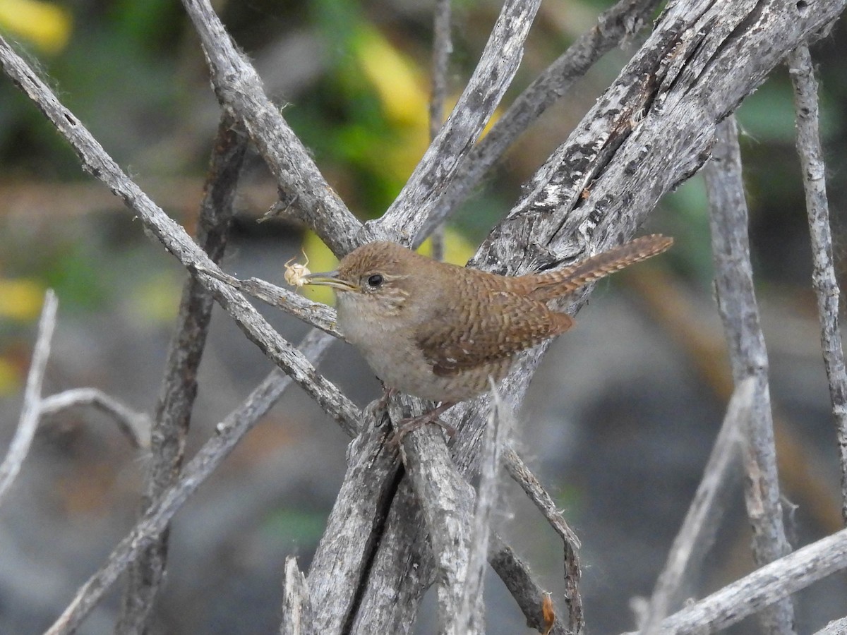 House Wren - Ruslan Balagansky