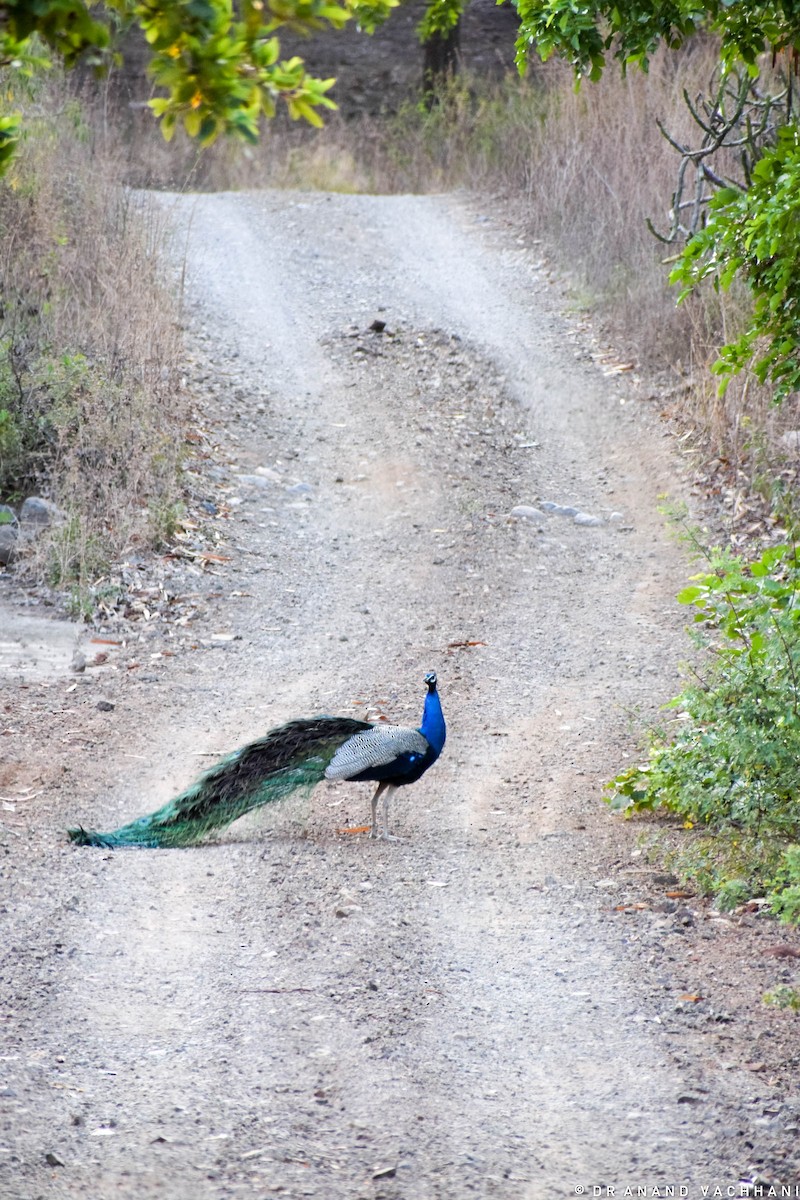 Indian Peafowl - Anand Vachhani