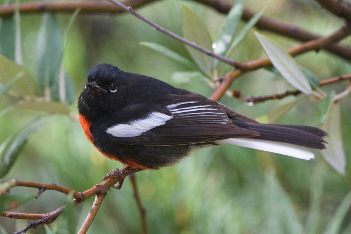 Painted Redstart - Cory Gregory