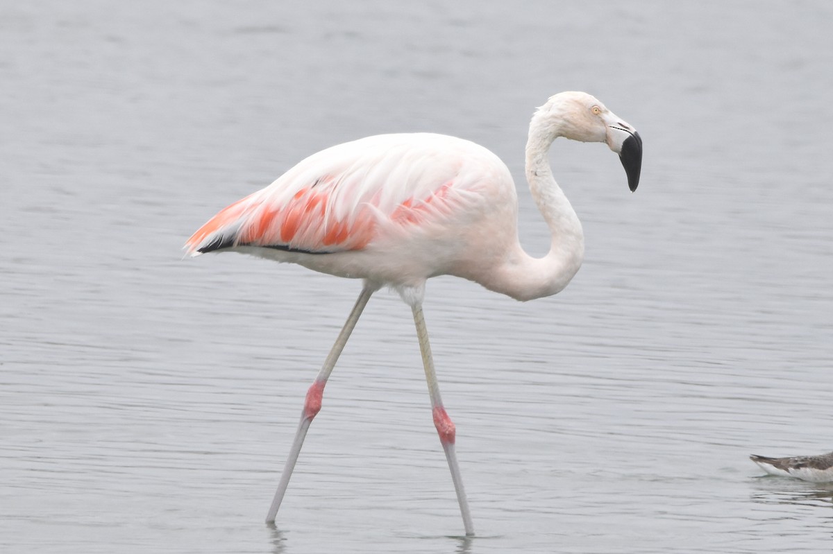 Şili Flamingosu - ML579525061