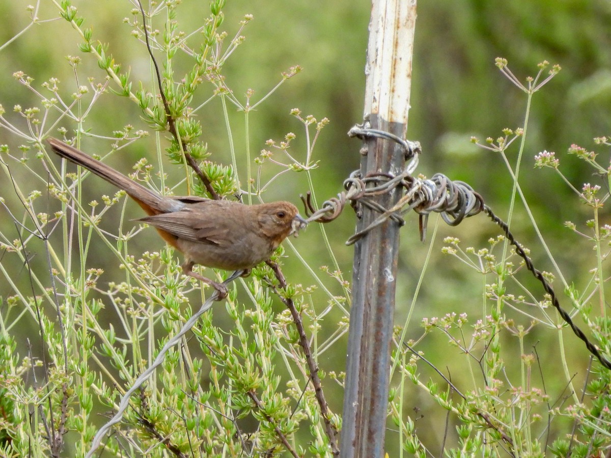 California Towhee - ML579525391