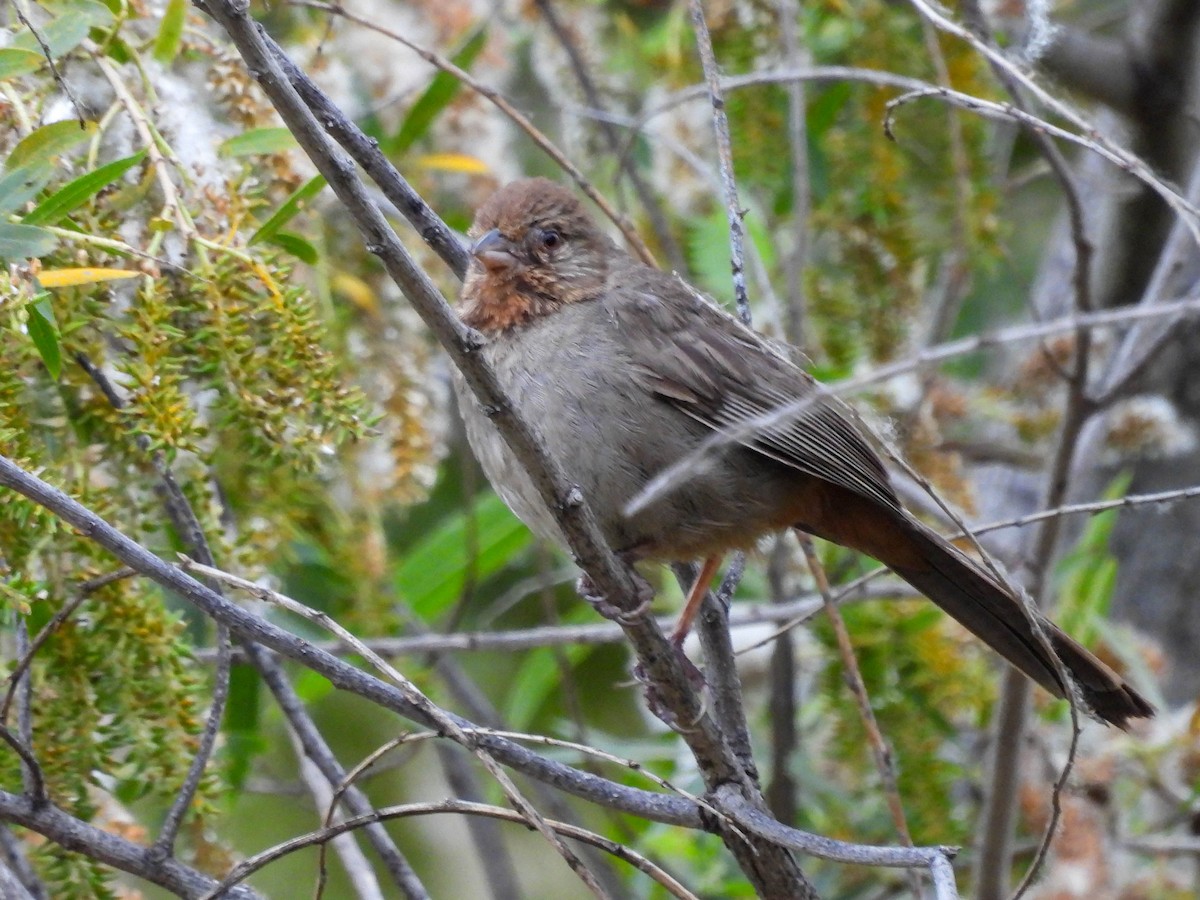 California Towhee - ML579525401