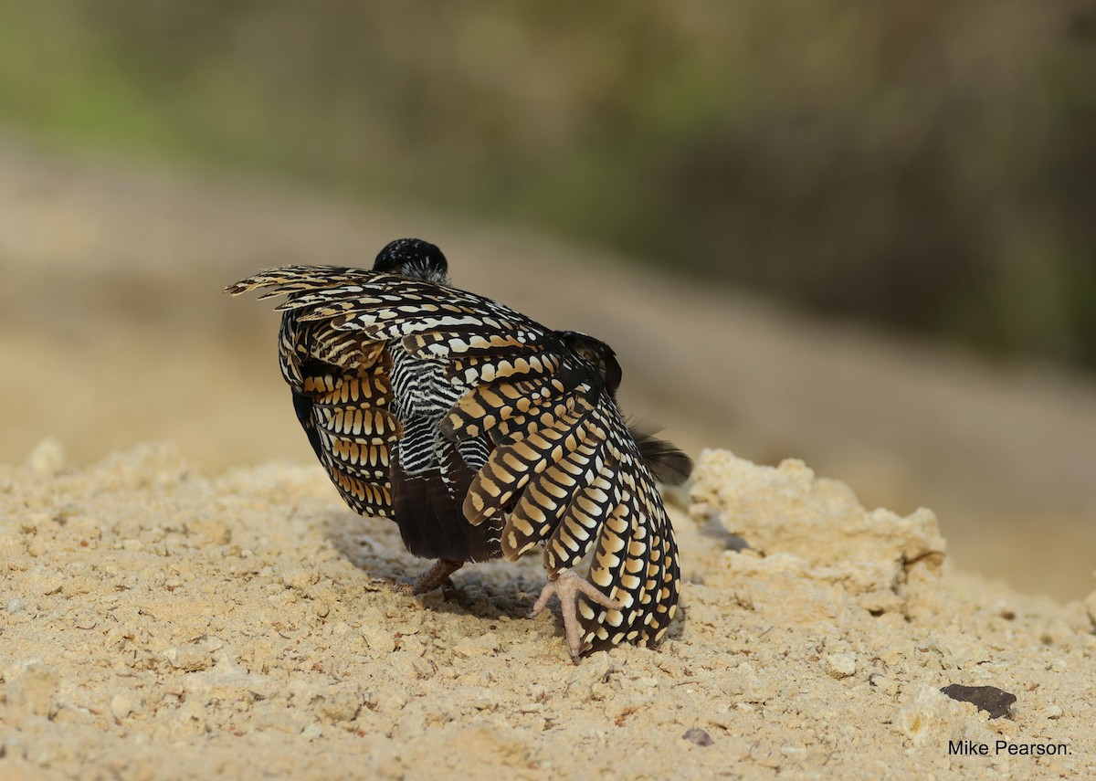 Black Francolin - ML579526461