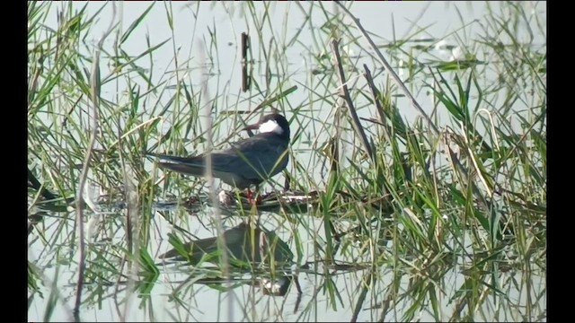 rybák bahenní - ML579527561
