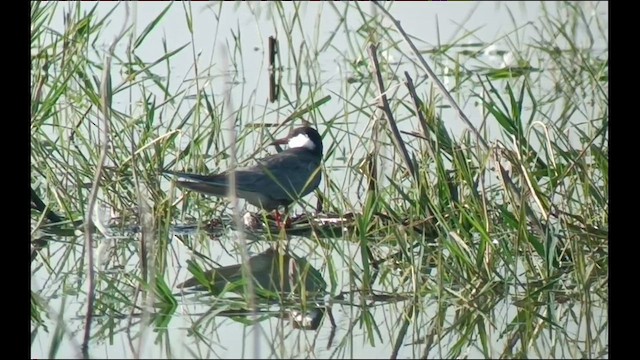 Weißbart-Seeschwalbe - ML579527561